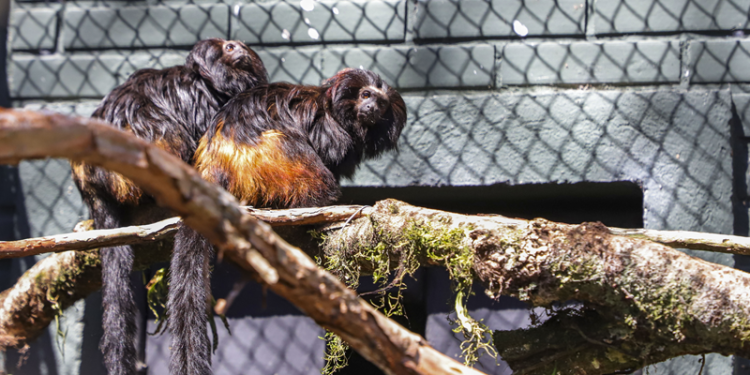A vez dos micos: Vote na enquete para dar nome aos novos moradores do Zoológico