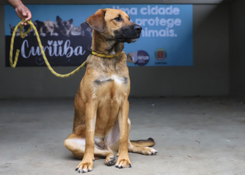Neste sábado: Setembro Caramelo tem adoção de cães e microchipagem gratuita em Curitiba