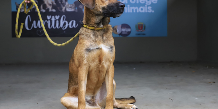 Neste sábado: Setembro Caramelo tem adoção de cães e microchipagem gratuita em Curitiba