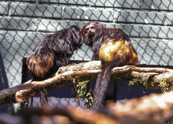 Guri e Piá são os nomes definidos pela enquete para batizar os novos micos-leões-pretos do Zoológico de Curitiba