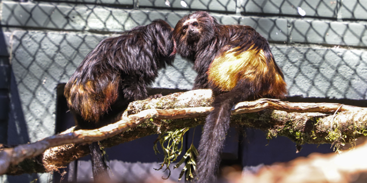 Guri e Piá são os nomes definidos pela enquete para batizar os novos micos-leões-pretos do Zoológico de Curitiba