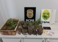 PCPR e PMPR prendem homem em flagrante por tráfico de drogas