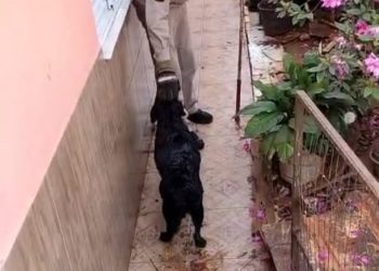 Bombeiros resgatam cachorra após queda em fossa de 5 metros, no Paraná