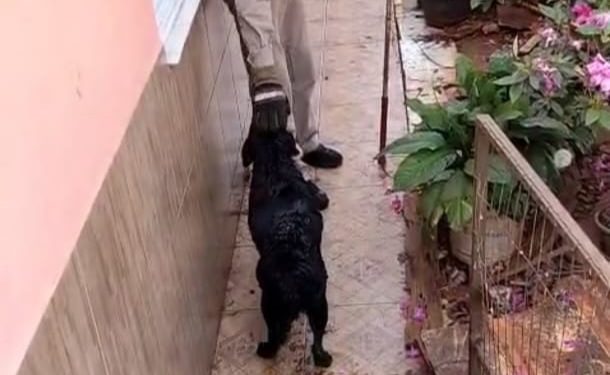 Bombeiros resgatam cachorra após queda em fossa de 5 metros, no Paraná