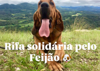 Rifa solidária busca ajudar na recuperação do cão policial aposentado Feijão