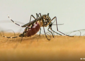 Infecções por Aedes aegypti elevam risco de complicações no parto