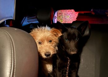 Perita da Polícia Científica do Paraná resgata animais após acidente com vítimas fatais