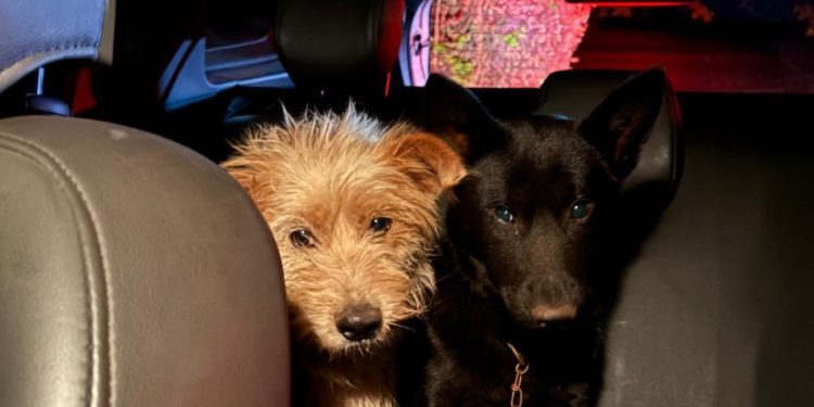 Perita da Polícia Científica do Paraná resgata animais após acidente com vítimas fatais