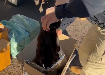 PRF e Receita Federal apreendem cigarros e carga de cabelo de origem paraguaia