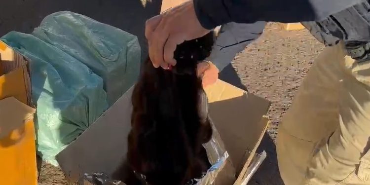 PRF e Receita Federal apreendem cigarros e carga de cabelo de origem paraguaia