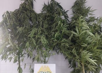 Polícia apreende pés de maconha e prende mulher, no Paraná