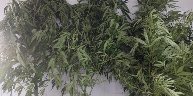 Polícia apreende pés de maconha e prende mulher, no Paraná