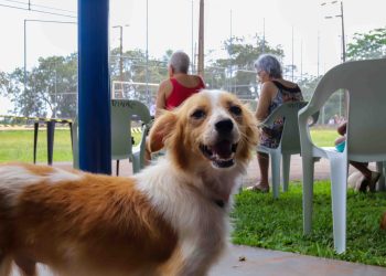 CastraPet retorna à Ilha do Mel com mutirão extra de castração para cães e gatos