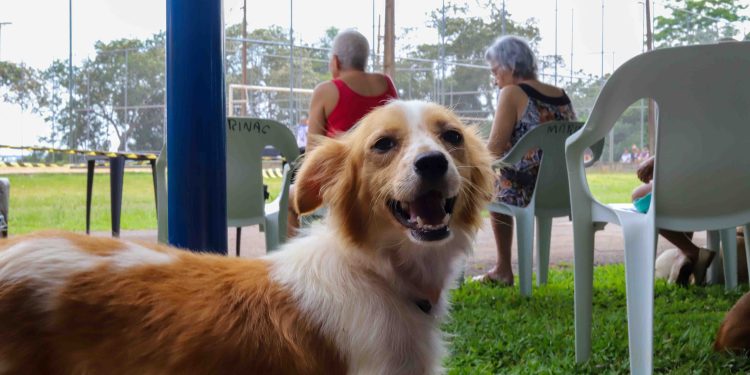 CastraPet retorna à Ilha do Mel com mutirão extra de castração para cães e gatos