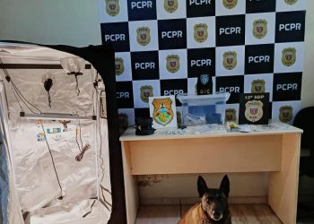 PCPR e GCM prendem homem que produzia maconha gourmet no Paraná