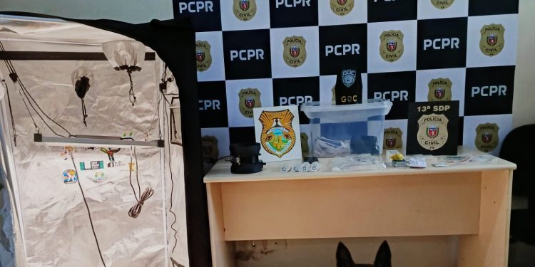 PCPR e GCM prendem homem que produzia maconha gourmet no Paraná