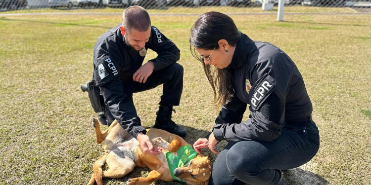 Contagem regressiva: inscrições estão abertas para o último lote da XVIII Corrida da PCPR