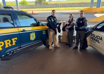 Cabelo apreendido pela PRF é destinado para projeto social em Goioerê (PR)