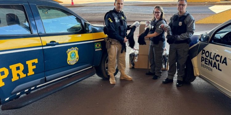 Cabelo apreendido pela PRF é destinado para projeto social em Goioerê (PR)