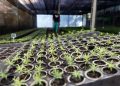 Estado vai distribuir 21,1 mil mudas nativas em ações para celebrar o Dia da Árvore