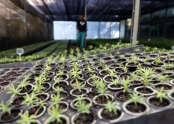 Estado vai distribuir 21,1 mil mudas nativas em ações para celebrar o Dia da Árvore