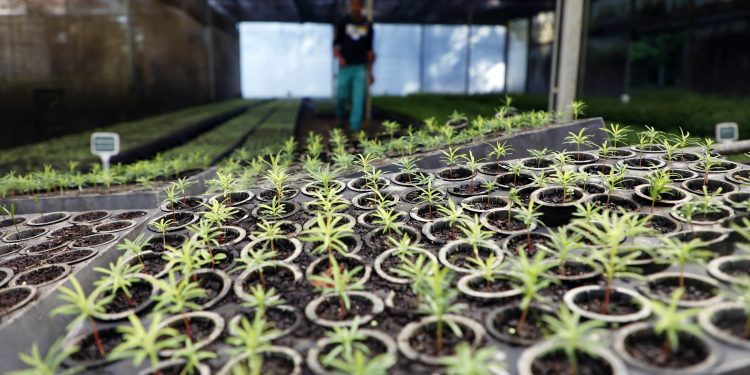 Estado vai distribuir 21,1 mil mudas nativas em ações para celebrar o Dia da Árvore