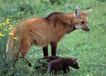 Copel desenvolve uma série de medidas para proteger animais silvestres em obras