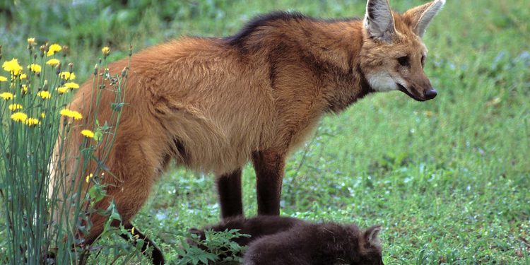 Copel desenvolve uma série de medidas para proteger animais silvestres em obras