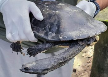 Após longa recuperação, cágado-pescoço-de-cobra retorna à natureza