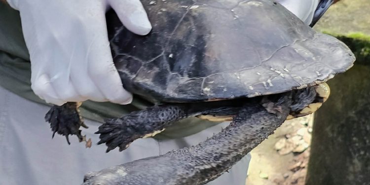 Após longa recuperação, cágado-pescoço-de-cobra retorna à natureza