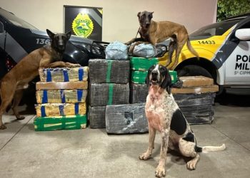 PMPR apreende 430 quilos de drogas em ações distintas no Interior