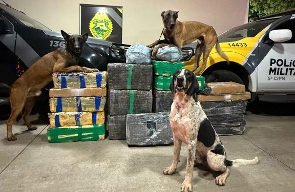 PMPR apreende 430 quilos de drogas em ações distintas no Interior