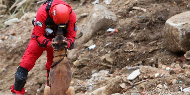 Coragem, curiosidade e energia: saiba como são selecionados os cães farejadores dos Bombeiros