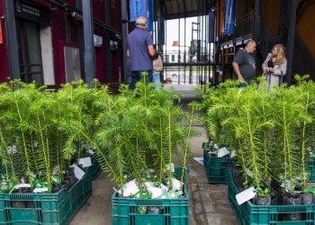Distribuição de mudas de árvores começa na sexta; saiba onde retirar