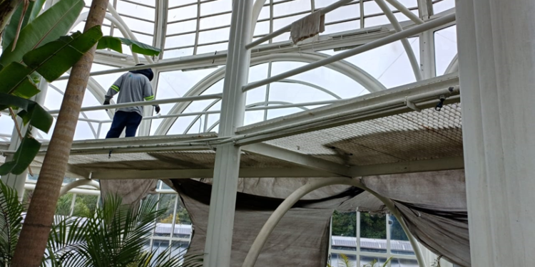 Estufa do Jardim Botânico entra em nova fase de manutenções e fica fechada até 31 de outubro