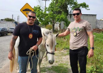 PCPR resgata cavalo vítima de maus-tratos em Pinhais