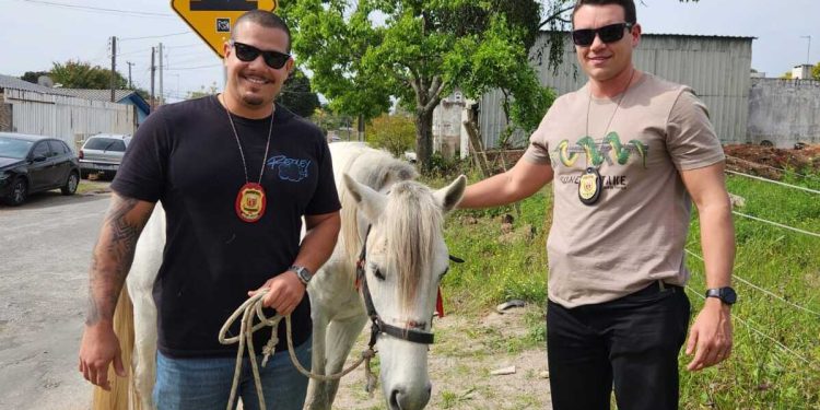 PCPR resgata cavalo vítima de maus-tratos em Pinhais