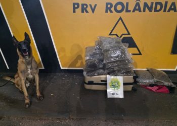 Com apoio de cães farejadores, polícia encontra mala com maconha em ônibus