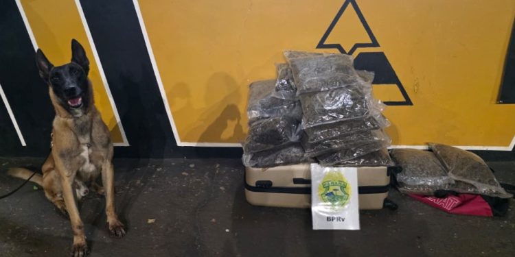 Com apoio de cães farejadores, polícia encontra mala com maconha em ônibus