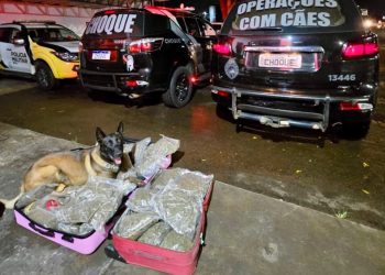 Cão farejador auxilia policiais a encontrar mala com maconha em ônibus de viagem