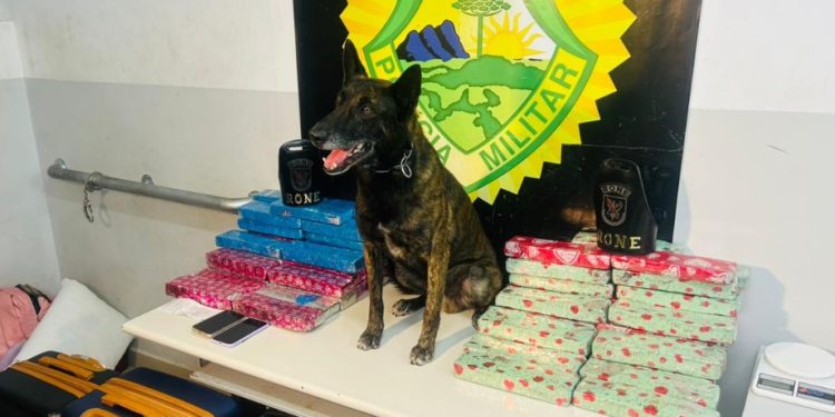 RONE e CIOC apreendem malas com maconha em ônibus de viagem e mulheres são presas