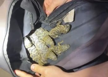 Homem é detido transportando jacarés, lagartixas e cobras