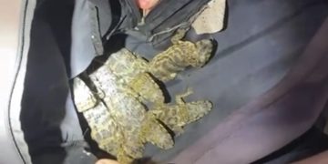 Homem é detido transportando jacarés, lagartixas e cobras