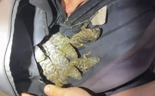 Homem é detido transportando jacarés, lagartixas e cobras