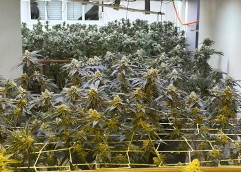 Polícia Militar descobre estufa de maconha em residência de alto padrão no bairro Campo Comprido