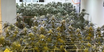 Polícia Militar descobre estufa de maconha em residência de alto padrão no bairro Campo Comprido