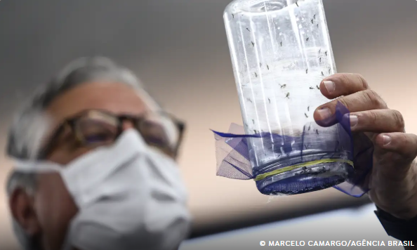 Fábrica de mosquitos oferece tecnologias para redução da dengue