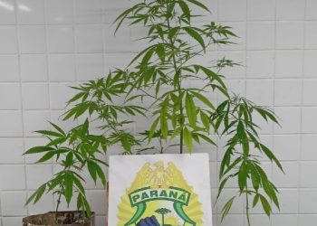 Homem é preso por violência doméstica e cultivo de maconha