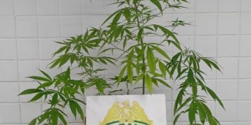 Homem é preso por violência doméstica e cultivo de maconha