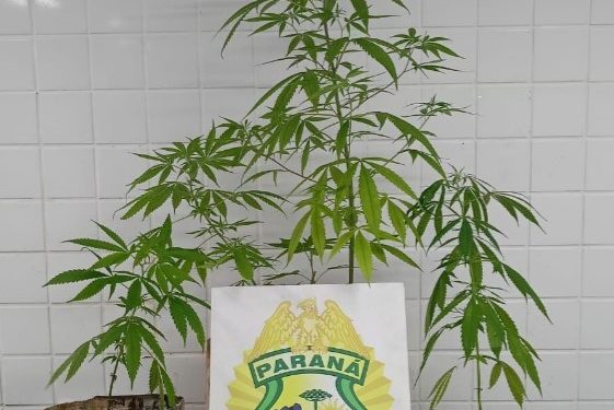 Homem é preso por violência doméstica e cultivo de maconha